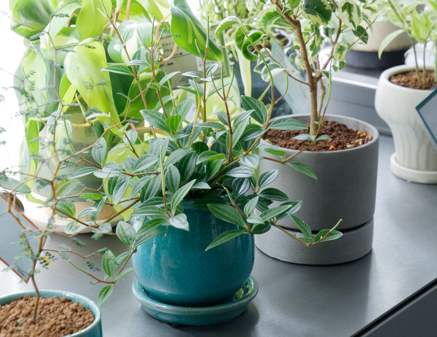 2026/06/12 - Living with Plants -