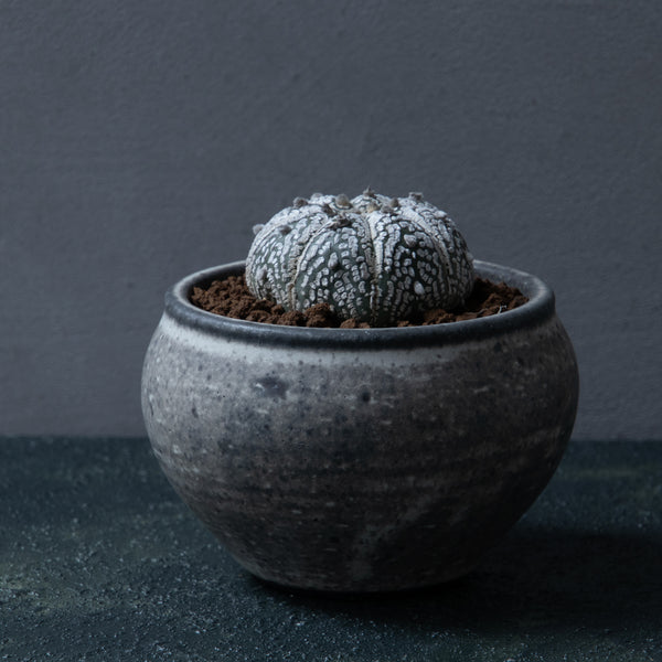 Doyedang Plant Pot #01 (Astrophytum Asterias)