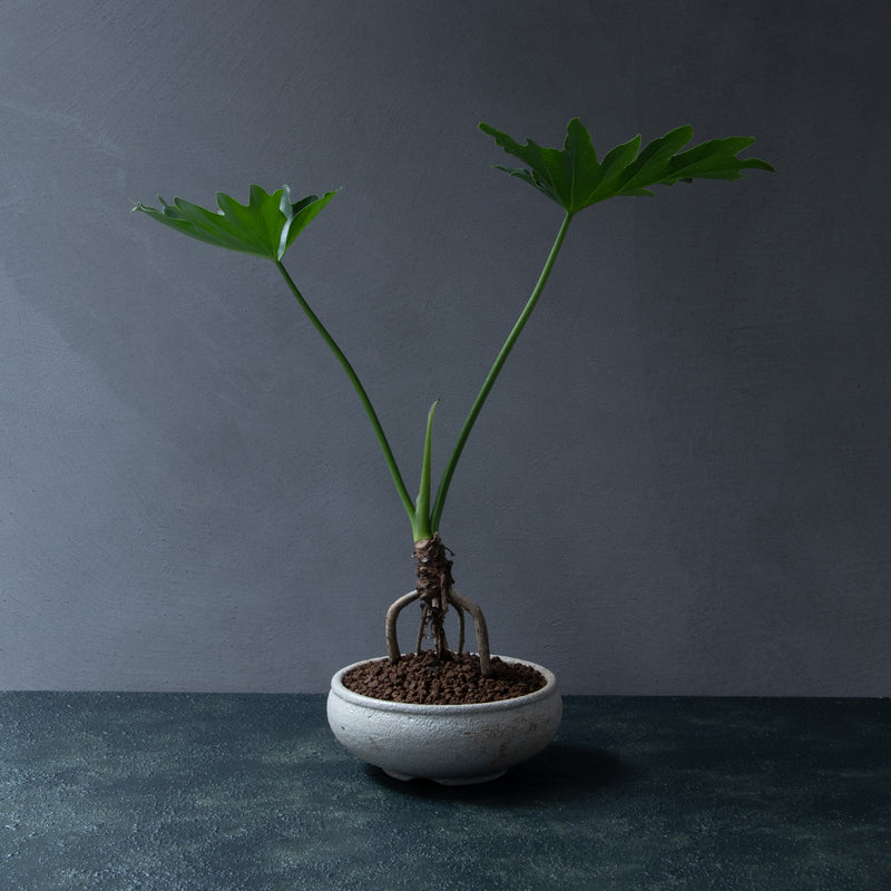 Doyedang Plant Pot #07 (セローム)